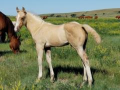 Galveston Drift JW <BR> AQHA 6005064